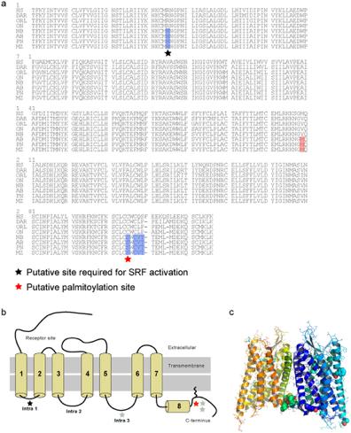 Molecular mechanisms of evolution at work -burst of gene duplication (20% of new genes expressed in a completely new, tissue-specific domain) # of duplications species divergence -accelerated