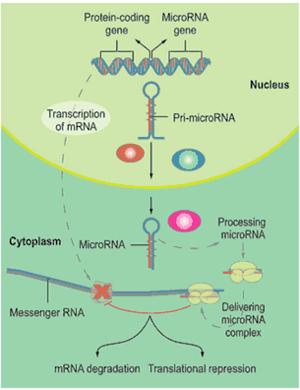 expression to stabilize/refine new expression patterns micrornas: about 22 nucleotides long, interfere with mrna AFTER