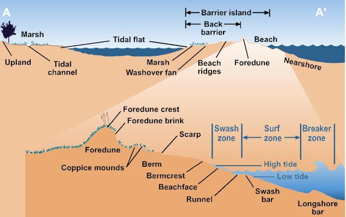 A typical cross-shore profile of a barrier island is shown in Figure 3-4, identifying all the different elements. From the sea side to the land side several areas can be distinguished.