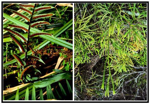 Results and discussion The floristic composition The floristic composition of mountainous Lycophytes and Ferns identified in the KBNP is 179 taxa (176 species and infra specific taxa which include 4