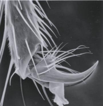 34); clypeus with a fringe of regularly, closely spaced, strong setae on the apical edge (Fig.35); tarsal claws usually simple (cf. Fig.47)... Tersilochinae (most) Fig.