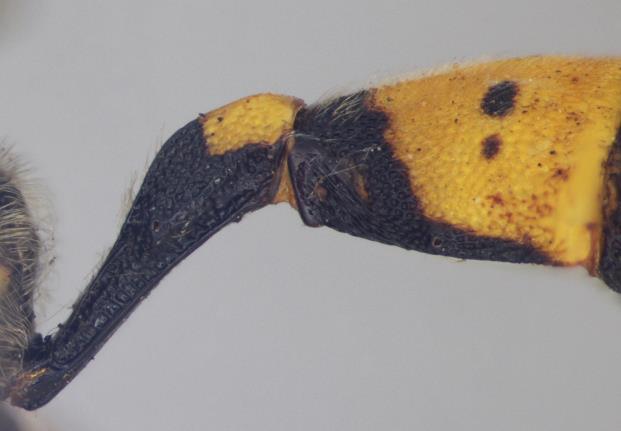 Fig.51 Anterior metasoma, Sphinctus 20(18) Hind tibia with one spur; antenna clavate (flagellum club-shaped, apical flagellar