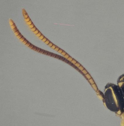 52 Clavate antennal flagellum, Brachycyrtus 21(20) Fore wing vein 2m-cu with one bulla (cf. Fig.53).
