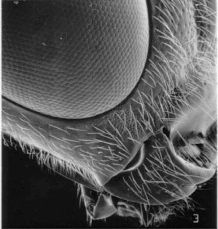 68 Face, lateral view, Pimpla 27(26) Fore tibia with a weak apical, distal tooth (cf. Fig.