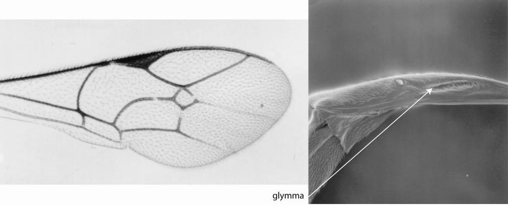 Fig.79 Pronotum, Euceros Fig.80 Antenna, Euceros 37(36) Fore wing with regularly rhombic (diamond-shaped), relatively large areolet (Fig.81); metasomal tergite one with deep glymmae (Fig.82).
