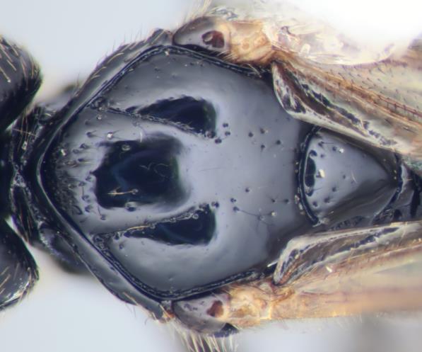 98 Face, Orthocentrus 44(43) Both sexes: mesoscutum shining, unsculptured, with notauli distinct and thin (Fig.