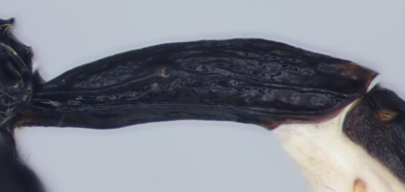 posteriorly into a catch ; female ovipositor lacking obvious teeth and with a dorsal apical notch.