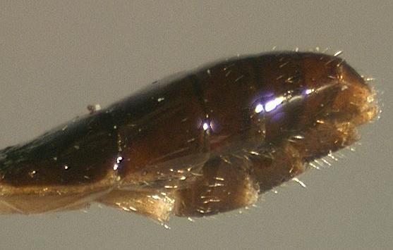 Fig.108 Hypopygium, Microleptes Fig.