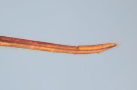 111)); male: deep, semi-circular notches on sub-basal