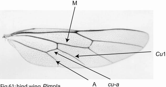 53(52) Hind wing with vein cu-a meeting Cu1 much closer to vein M than vein A (Fig.113)... 54 Fig.