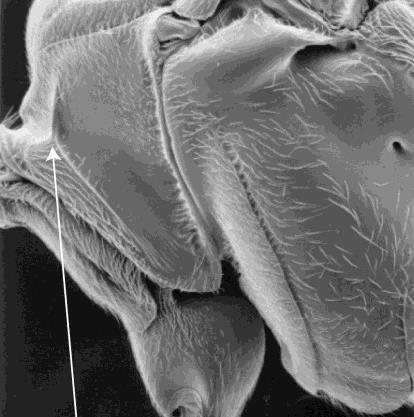 Fig.130 Clypeus and face, Diplazontinae Fig.131 Pronotum with epomia (arrowed) 63(61) Tarsal claws pectinate... 64 Tarsal claws not pectinate (but may have basal lobes, or an apical accessory tooth).