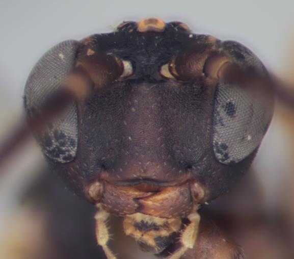 Fig.136 Clypeus and face, Sphecophaga Mandibles thin and narrowed apically; apical edge of clypeus convex, clypeus uniformly convex... Orthocentrinae (Hemiphanes) Fig.