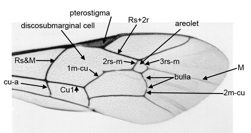 .. 4 Fore wings with veins Rs+2r and 1m-cu fused over a short distance so that there is no areolet and no rs-m cross veins; discosubmarginal cell small and rather square (Figs 13,14).