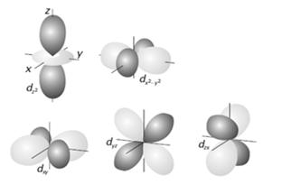 electrons may occupy any given orbital,