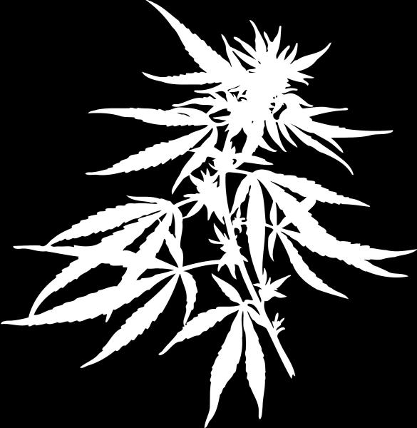Photo Courtesy of Firkin under Creative Commons License PBRA - Denomination Trademarks Example New variety of cannabis sativa Regi