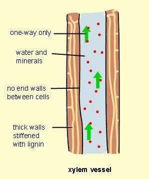 Xylem is dead. It means it has no membranes and no organelles. Its cross walls and contents will break down. Hence it is a continuous system (the lumina) from root till the leaf end.