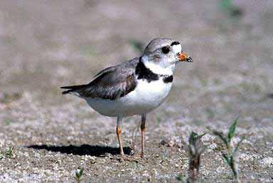 Plover population model will link to Cascade.