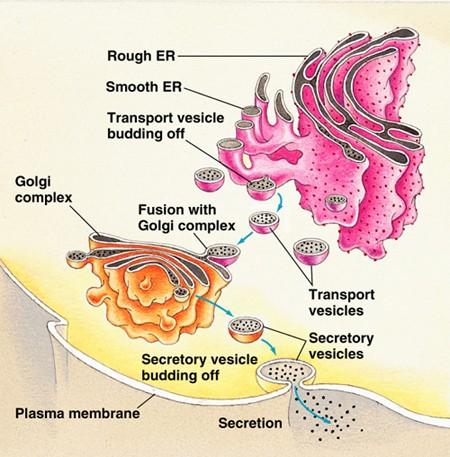 Bulk Transport Active Transport Exocytosis ( outside cell ) is active extracellular bulk transport involving the fusion of transport vesicles with the plasma membrane, emptying their contents outside