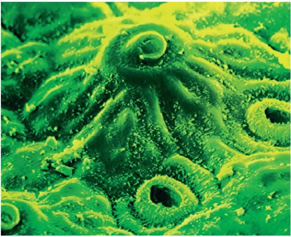 Differentiation & Specialization Multicellular Organisms This micrograph shows the epithelium (outer covering) of a leaf. The small openings are stomata (singular, stomate).