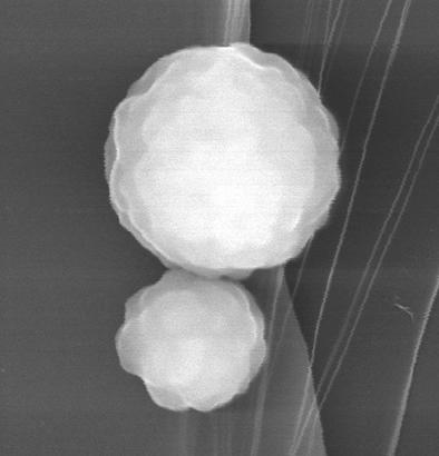 1 µm Supplementary Figure 6 SEM image of intermediate particles Zn-BMSB-Zn 3a, which are observed during the slow