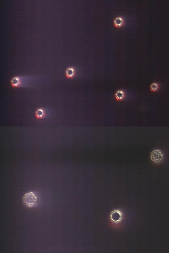 a 10 µm b Intermediate Sphere 5 µm Supplementary Figure 8 Dark-field OM images showing spherical and intermediate particles of Cu-BMSB-Cu 3b.