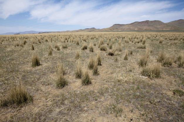 Northern Nevada Cheatgrass modifies soil to favor its