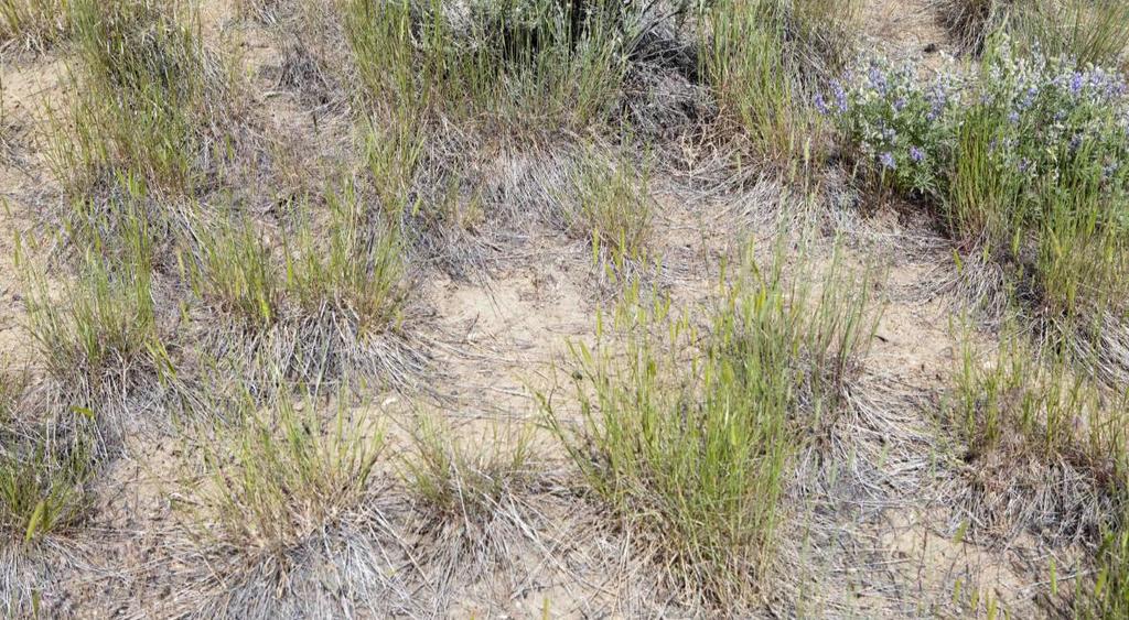 Perennial Grass Suppression of Cheatgrass Definition: Reduction in plant above-ground growth, root proliferation, plant