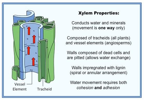 Xylem adaptations Xylem consists of two cell types: tracheids (all plants) joined by pits vessel elements (also in