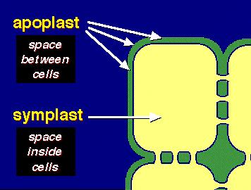 Apoplast--through cell walls without ever