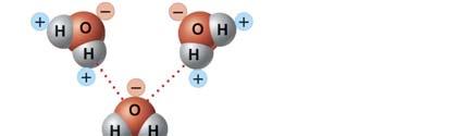 ydrogen Bonding Weak attraction between a hydrogen atom with a partial positive charge and
