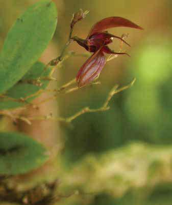 This rare species was described by Luer from a plant collected by William Haber and Erick Bello in Monteverde.