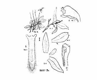 Bas.: Pleurothallis minima C.Schweinf., Bot. Mus. Leafl. 3:82. 1935. This is yet another species of Lankesteriana described originally by Schweinfurth.