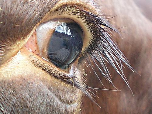 Bovine eye transparent, colorless, gelatinous fluid 98% of water, NaCl, hyaluronan