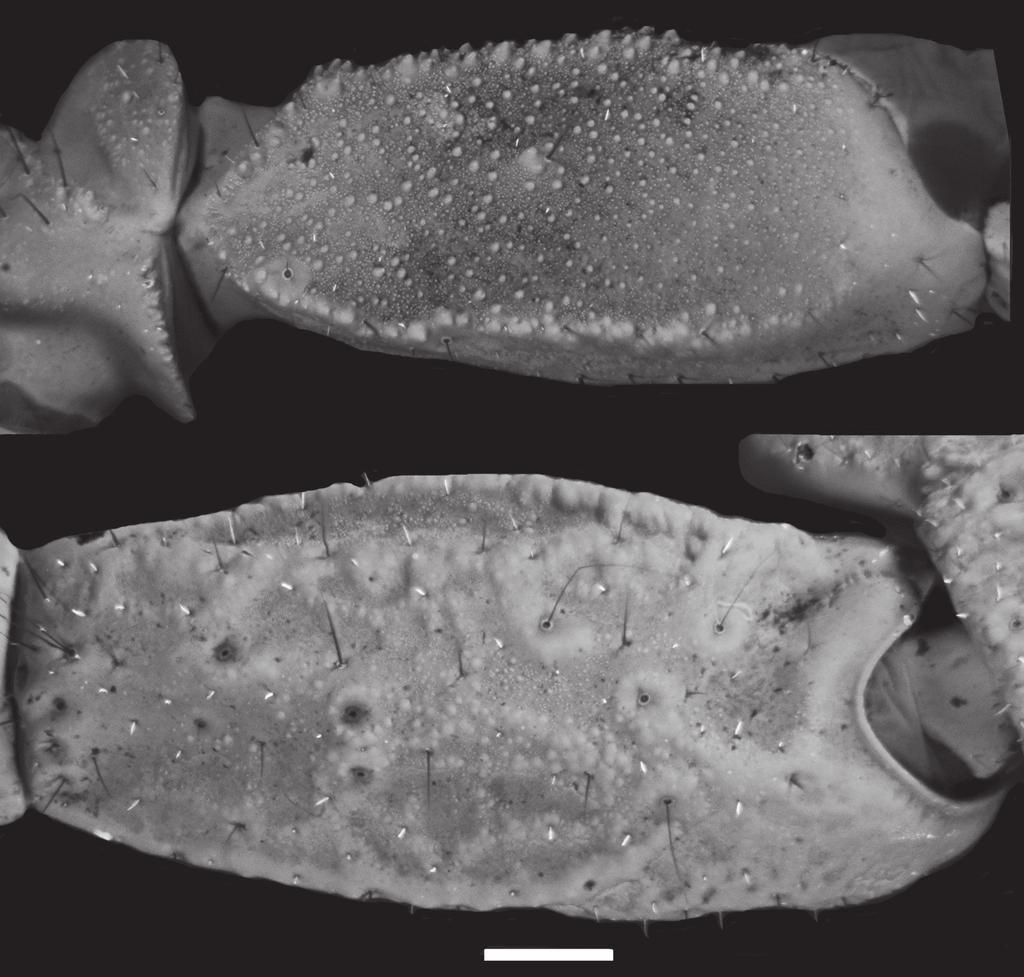 106 Carlos Eduardo Santibáñez-López / ZooKeys 412: 103 116 (2014) Figure 2. Diplocentrus franckei sp. n., A dextral pedipalp femur, dorsal aspect B dextral pedipalp patella, external aspect.