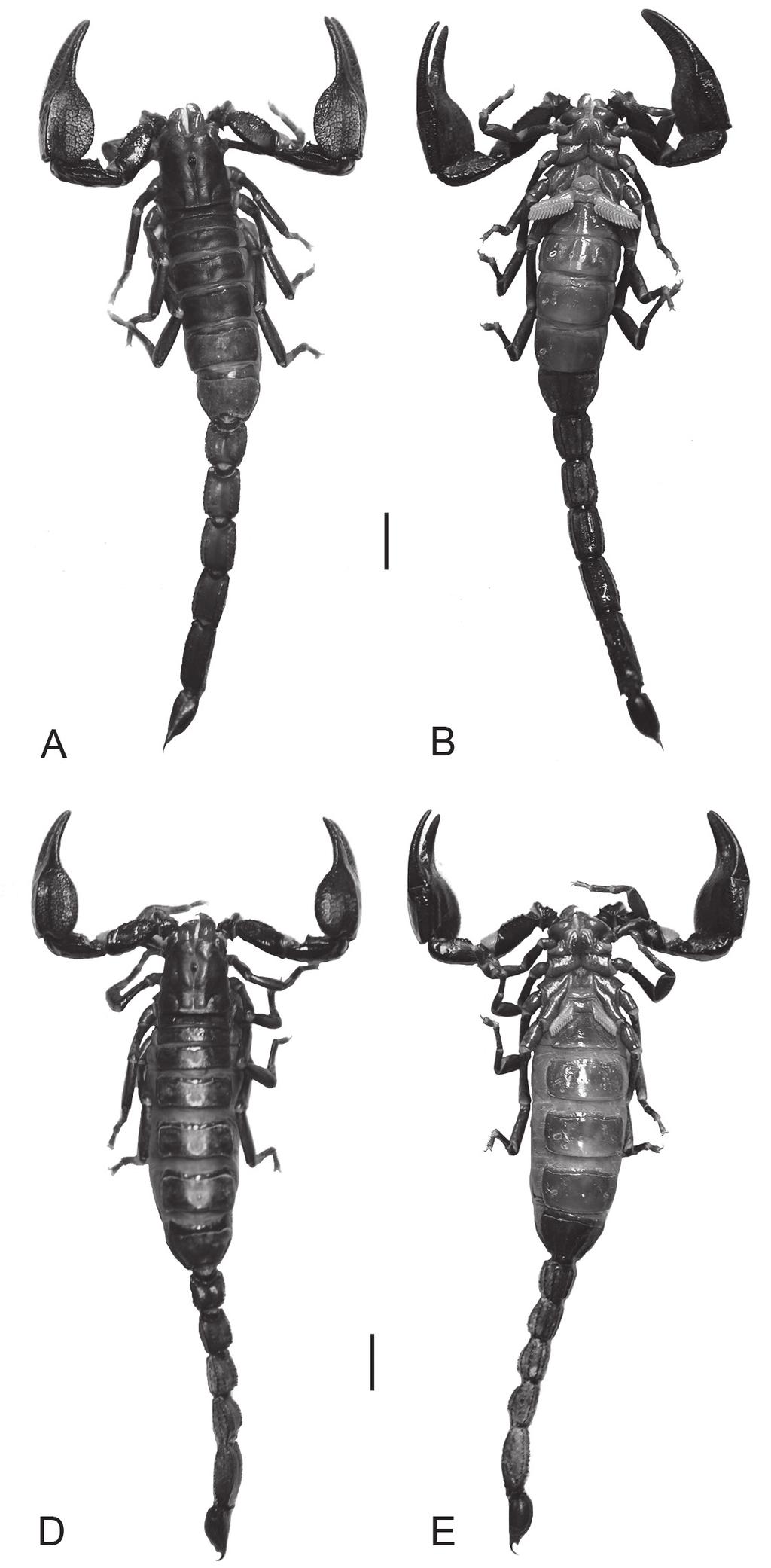 110 Carlos Eduardo Santibáñez-López / ZooKeys 412: 103 116 (2014) Figure 4. Diplocentrus franckei sp. n.