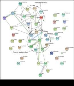 photosynthesis and proteins with unknown function Analysis of functional network.