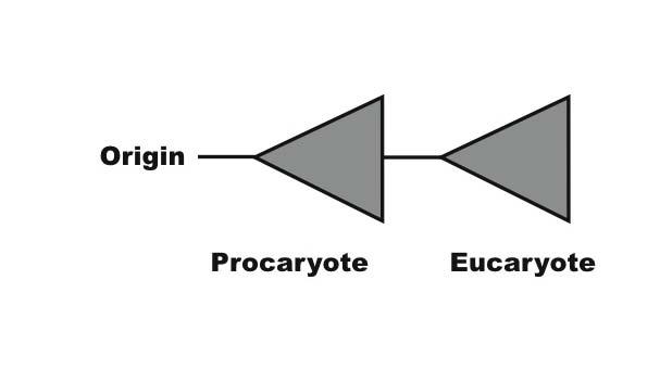 Models of Biological Organization and Evolution vs.