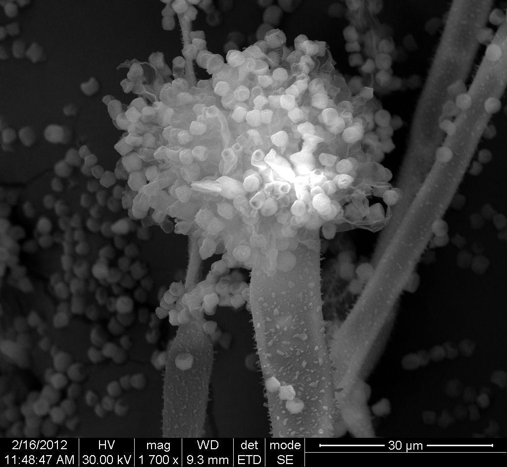B. Valentin Bhimba et al /Int.J. ChemTech Res.2014-15, 07(01),pp 68-72. 70 Fig 1. Electron Microscopic view of Aspergillus oryzae Fig 2.
