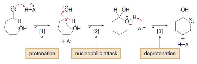 Acid-Catalyzed Cyclic Hemiacetal Formation Intramolecular cyclization of a hydroxy aldehyde