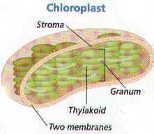 IV. Light Absorption in Chloroplasts A. Chloroplasts in plant & algal cells absorb light energy from the sun during the light dependent reactions B.