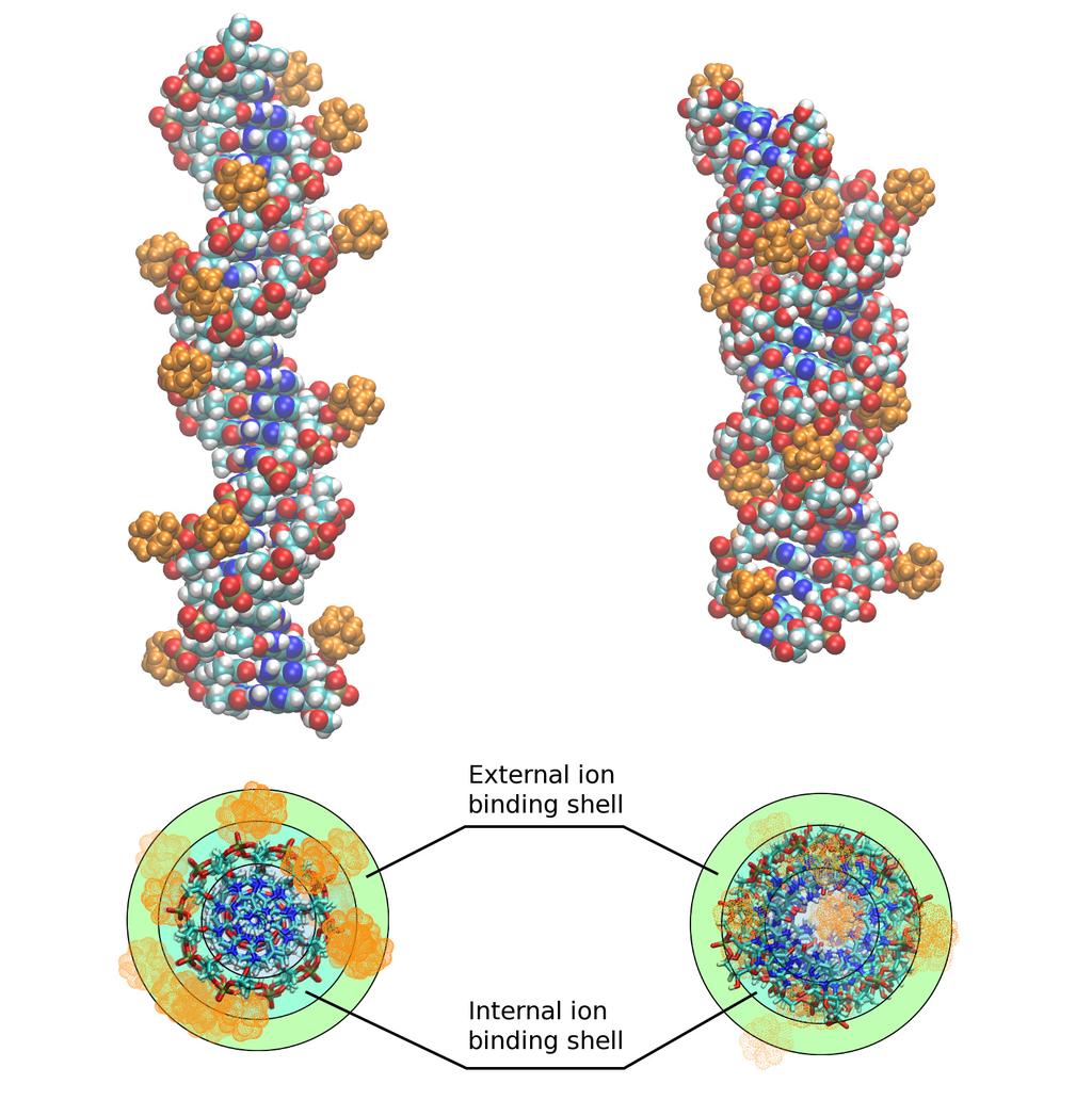 2 Despite progress in understanding NA-NA interactions, an atomic-level mechanism of multivalent ioninduced nucleic acid condensation has not yet been fully established and some recent experimental