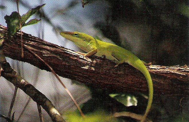 Biological Communities THE ECOLOGICAL NICHE Fundamental Niche Realized Niche Southern Florida: Green anole, a lizard, perches on trees, shrubs,