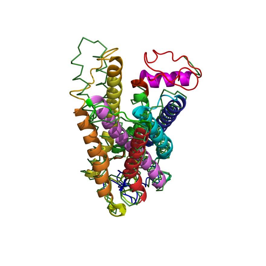 Figure 3 A B bovine rhodopsin