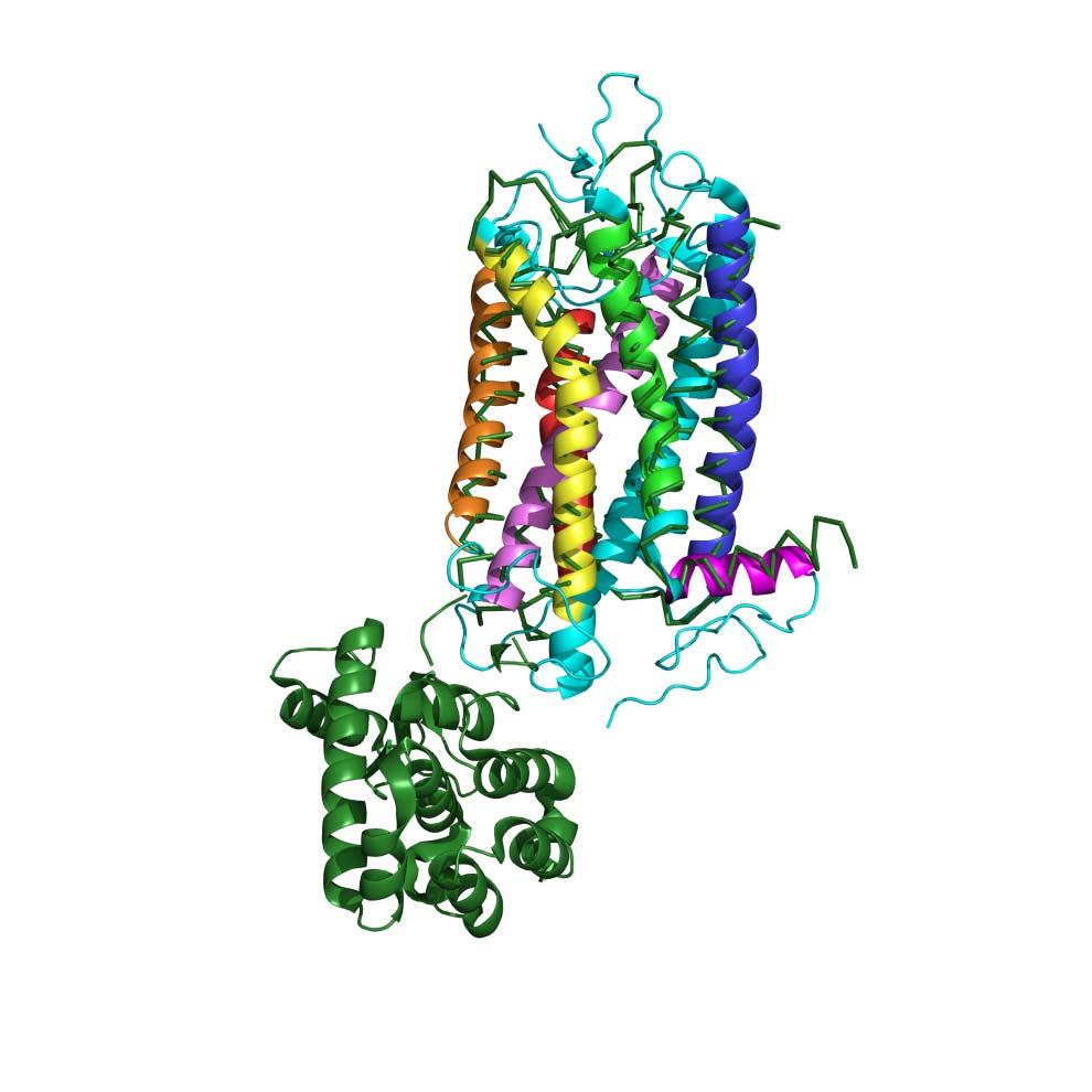 Figure 6 A B C bovine rhodopsin