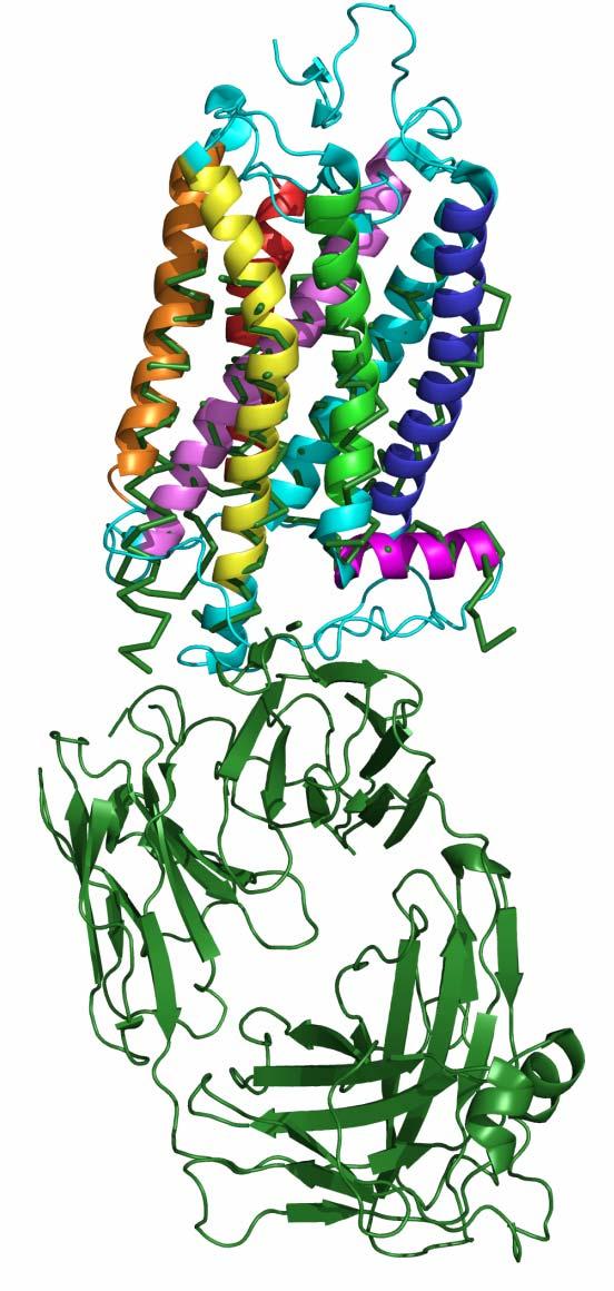 receptors fused with T4-lysozyme (A)
