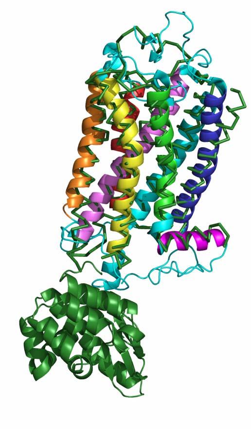 bovine rhodopsin (rainbow helices)