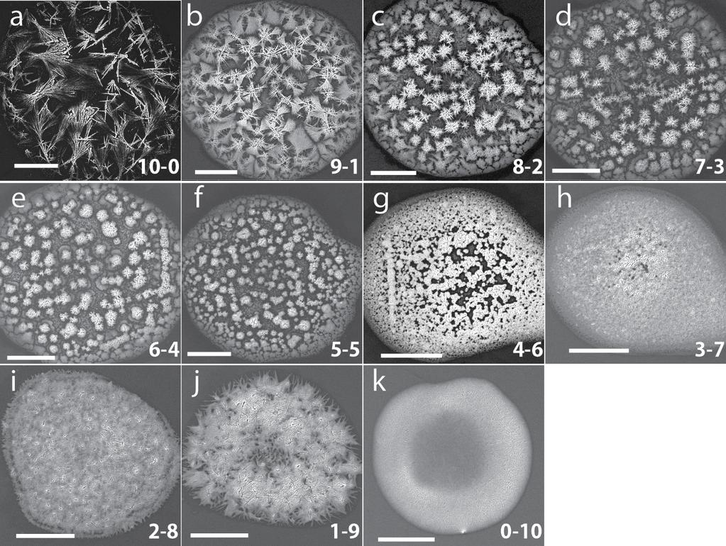Figure S10. SEM micrographs of varying compositions of Pd-W.