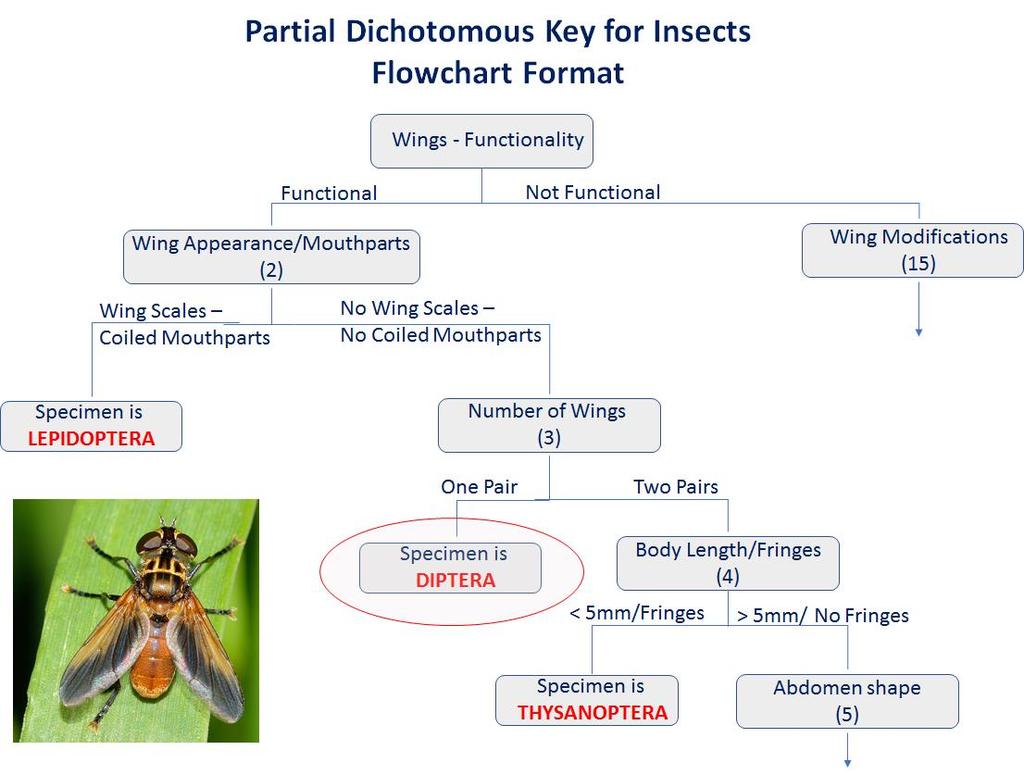 For example, look at the Partial Dichotomous Key for Insects below. This flowchart was used for an insect (pictured to the left) to determine which Order in which it belonged.