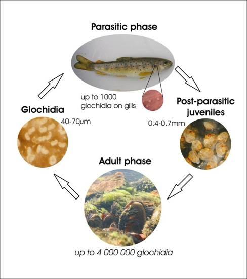 Life Cycle Status of host fish stocks? Habitat for juveniles / substratum?
