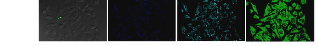 Figure S. Confocal fluorescence images of HeLa cells incubated with compound R in DMEM medium containing 5% DMSO/PBS (ph 7., :9, v/v) at 7 C for h.